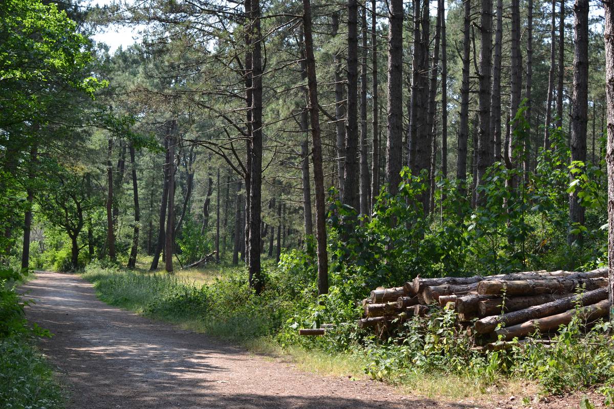 Forêt